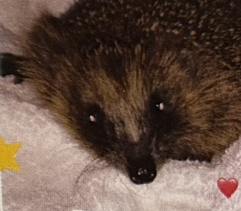 Igel Emma