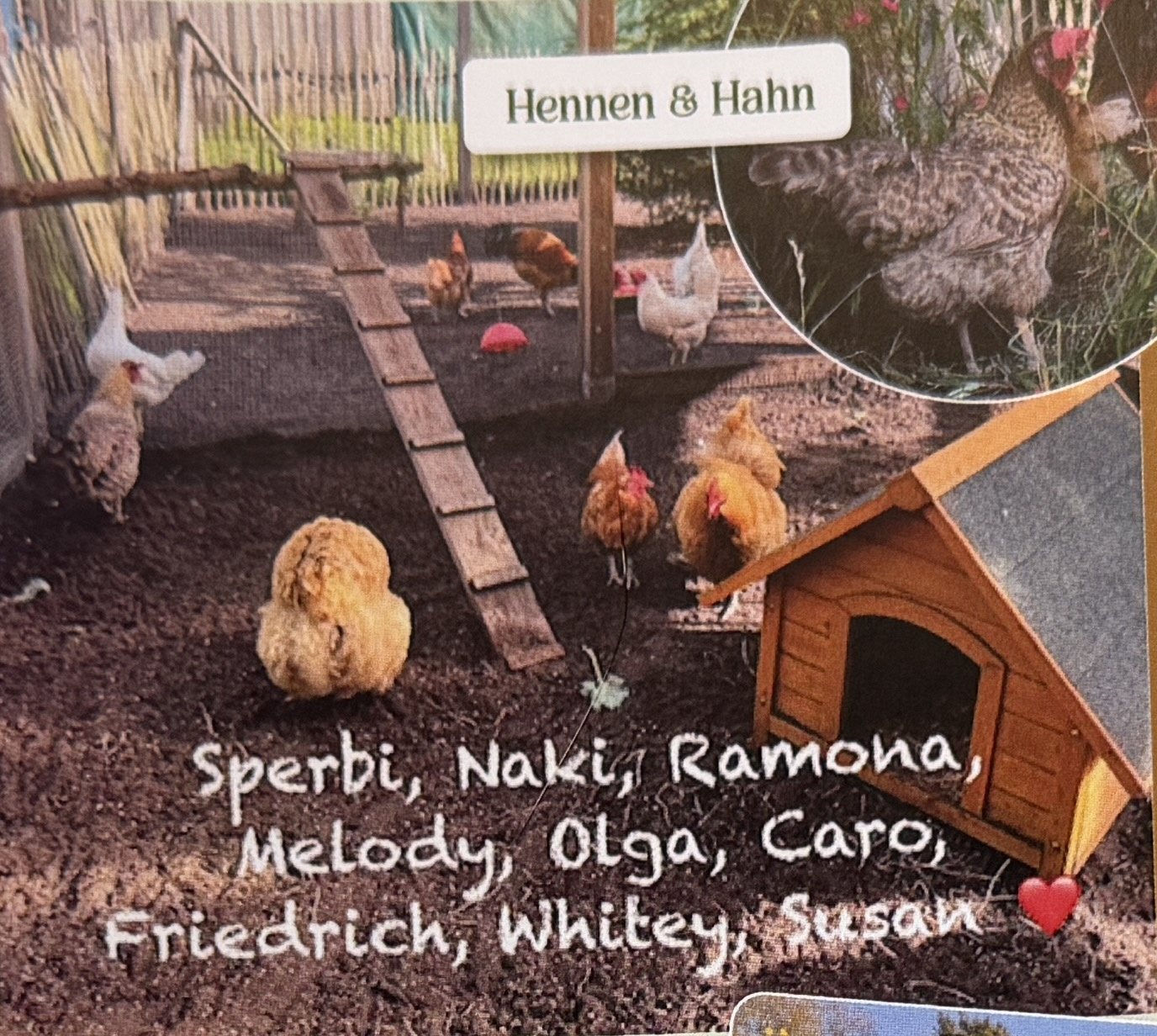 Gerettete Hennen im Auslauf