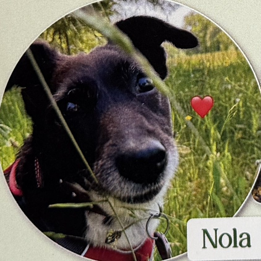 Hündin Nola schaut in die Kamera
