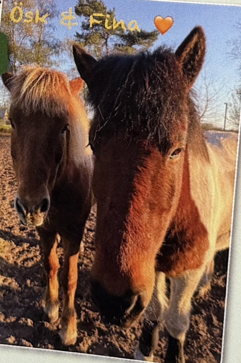 Die Ponys Ósk und Fina