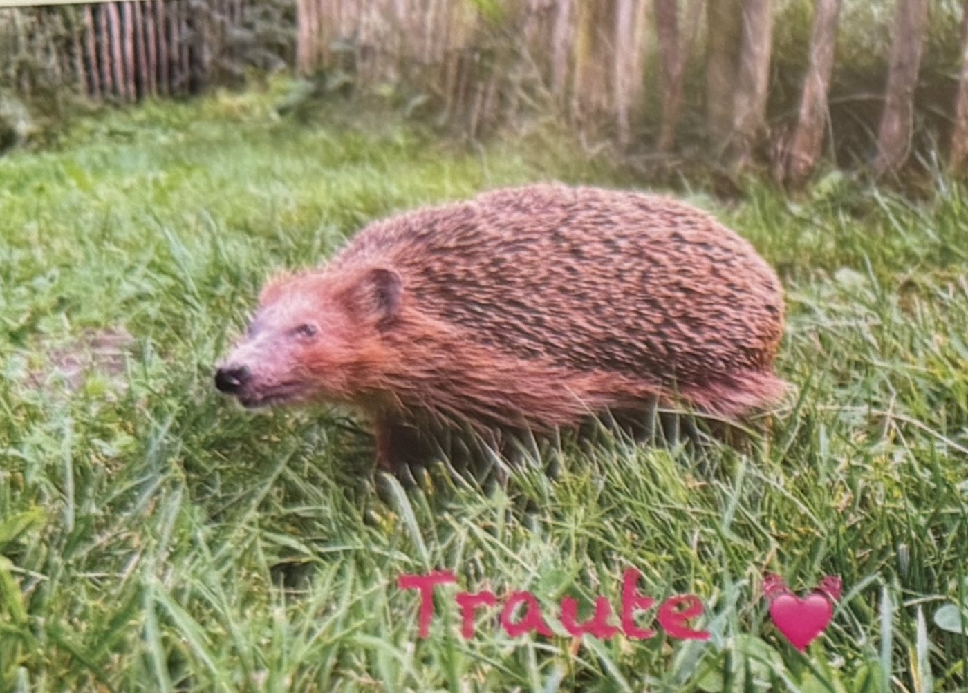 Igel Traute auf der Wiese